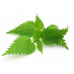 Nettle Stinging Ground Herb Image - MeaLifestyle