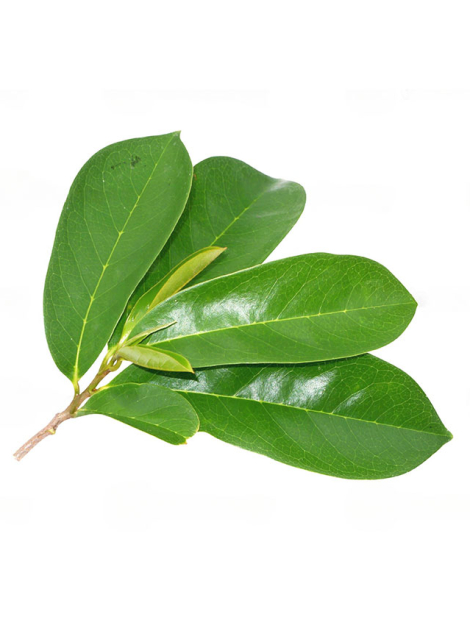 Soursop Leaves Herb Product Image - MEA Lifestyle Alkaline Online Store